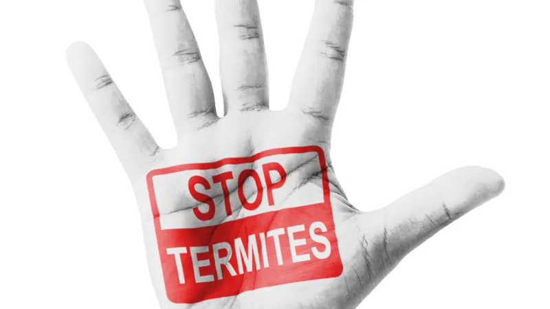 How To Spot Termite Damage