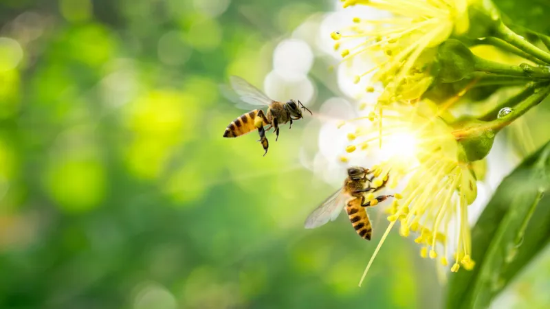 Bees, Wasps, and Hornets: What’s the Difference?