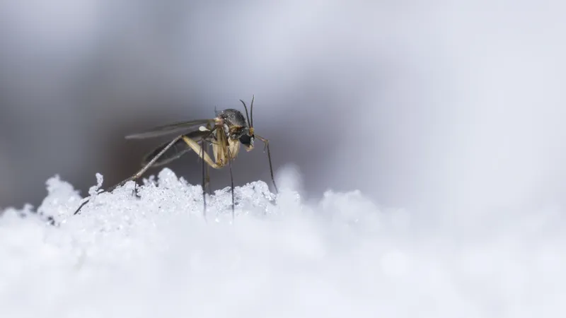 Does a Hot Summer Mean More Bugs in the Winter?
