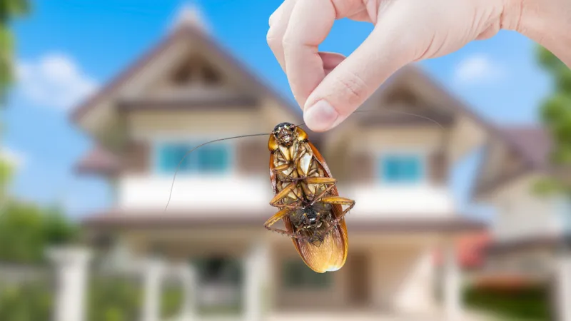 How Long is Pest Control Effective For?
