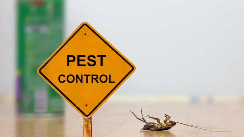 How To Choose the Right Pest Control For Your Home