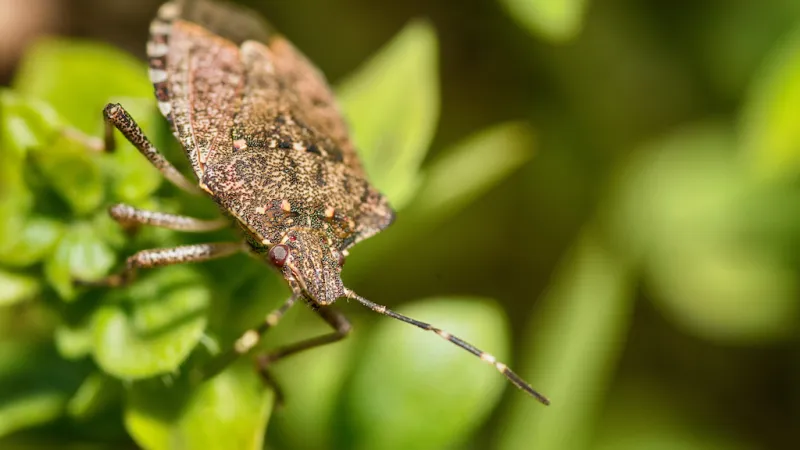 What Attracts Stink Bugs?