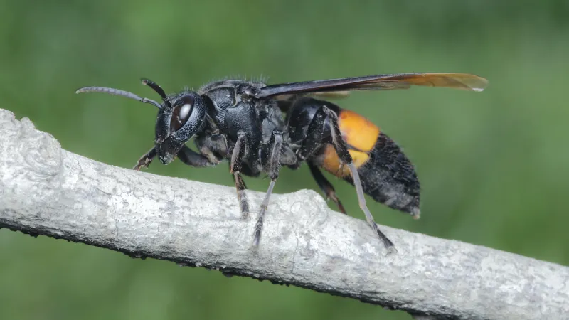 Asian Giant Hornets: Should We Be Concerned?