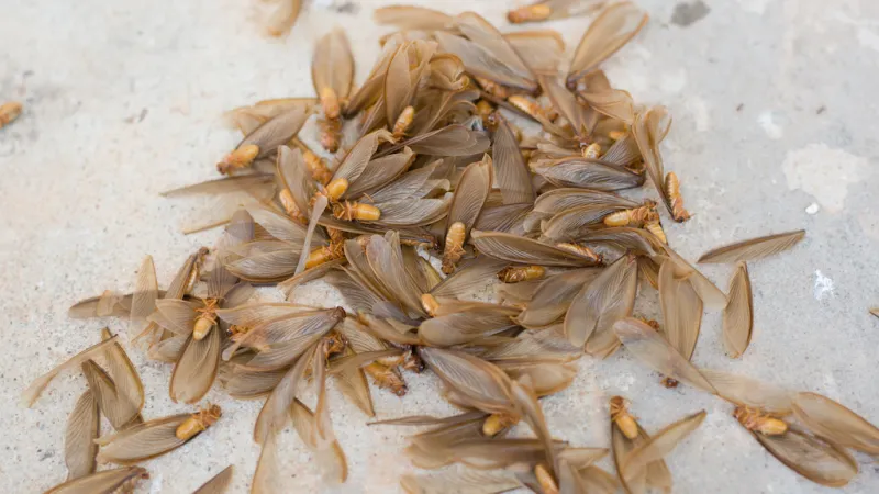 How to Prepare for Termite Swarming Season