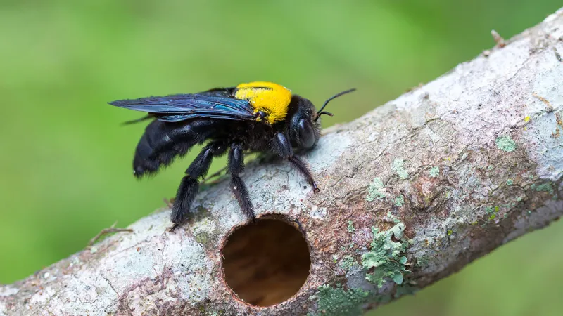 How to Control Carpenter Bees