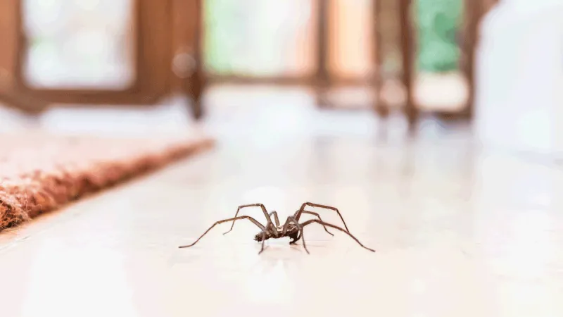 How to Get Rid of Spiders in Your Home