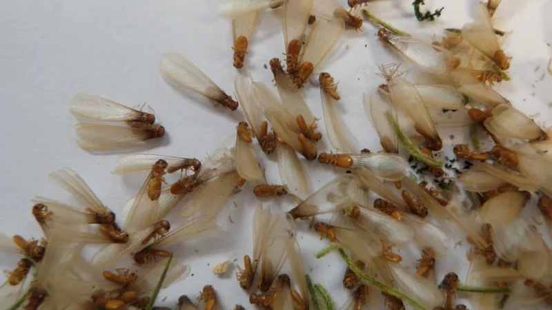 Ants or termites: The difference is a big deal