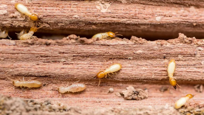 Don’t be dinner – protect your home from termites