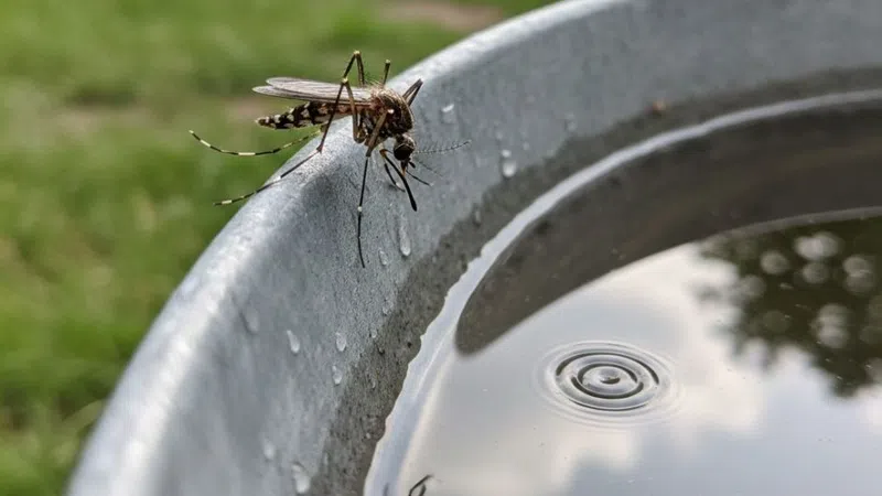 Close-up of a mosquito drinking water from a metal container with water ripples and reflection visible.