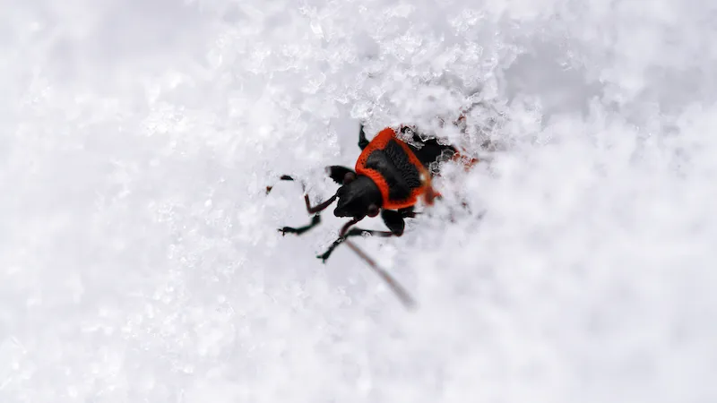 Cold Weather Prep for Winter Bugs