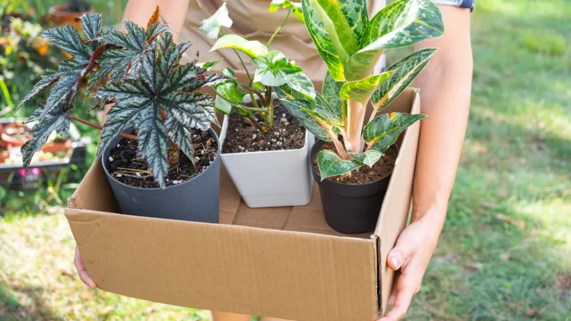 A person holding a box of plants