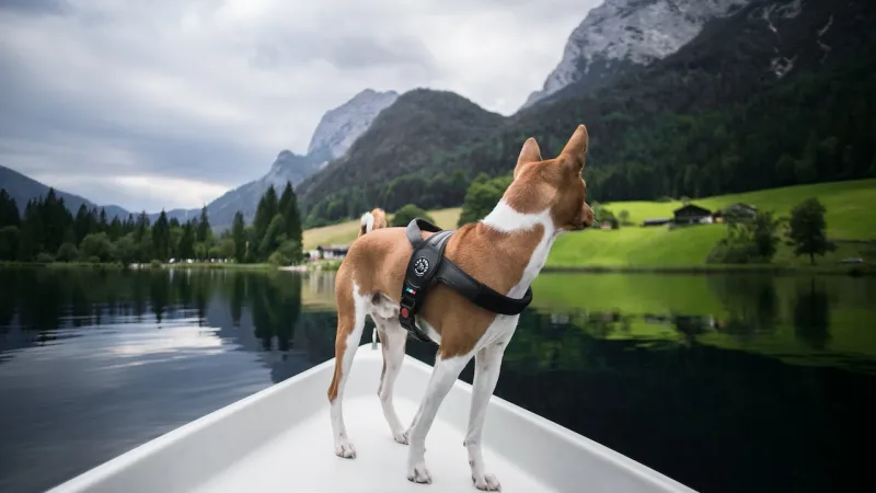 How To Safely Boat with Your Dog