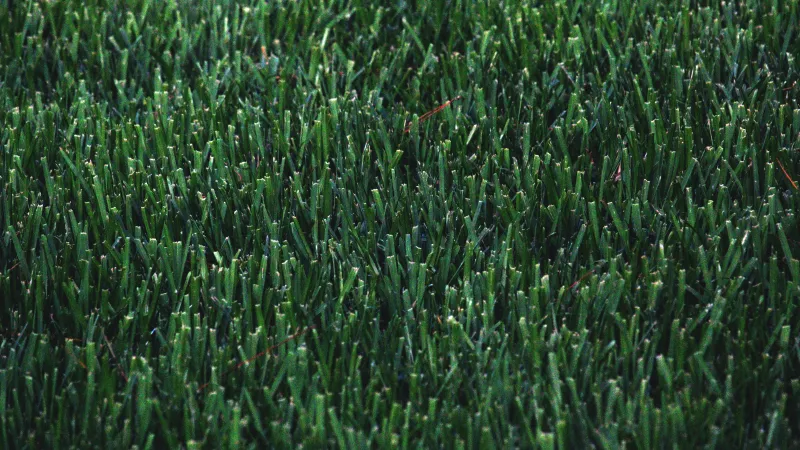 a lush green lawn after aeration in marietta ga