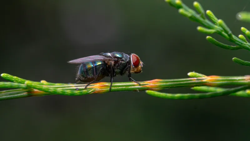 an insect on a branch
