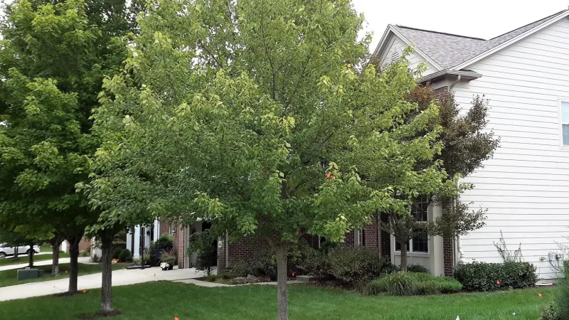 The Owens Corning Duration Shingles are warranted for up to 130 mph wind gusts due to their built-in SureNail Technology.