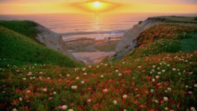 fields of grass and flowers