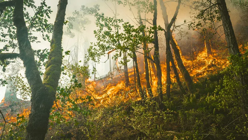Wildfire burning through a forest with flames and smoke among dense trees and vegetation.