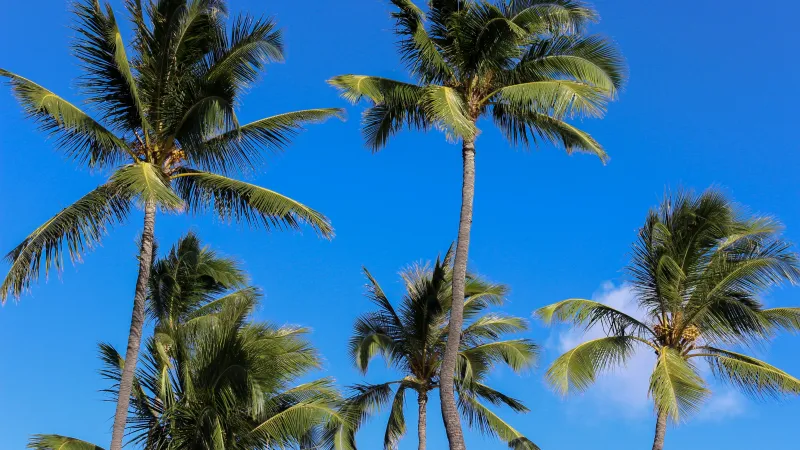 a group of palm trees