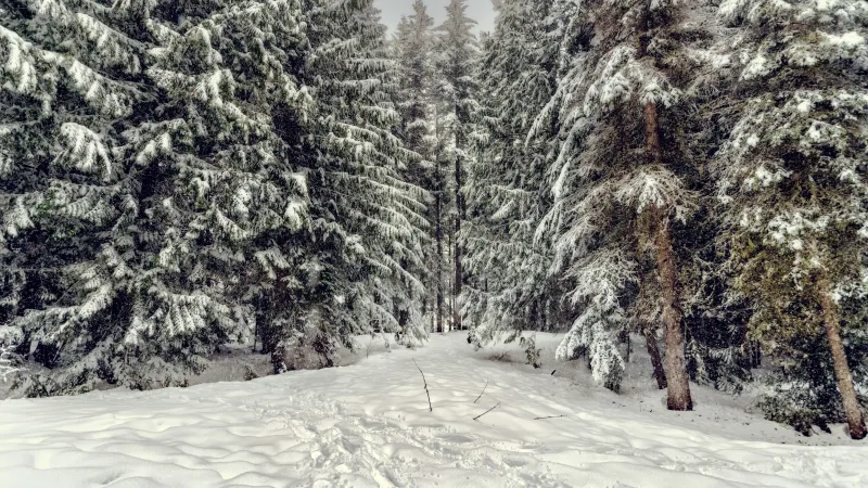 a snowy road with trees on either side of it