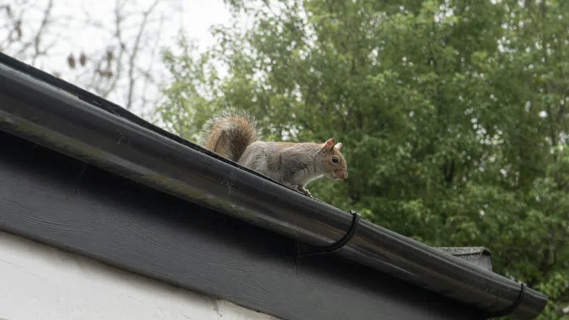 Gray squirrel paused on dark roof gutter with green leafy trees in soft focus background.