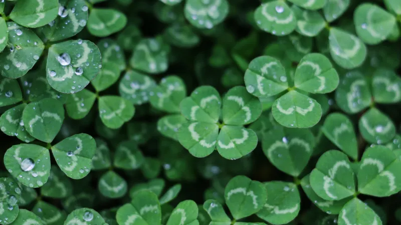 a close up of clovers