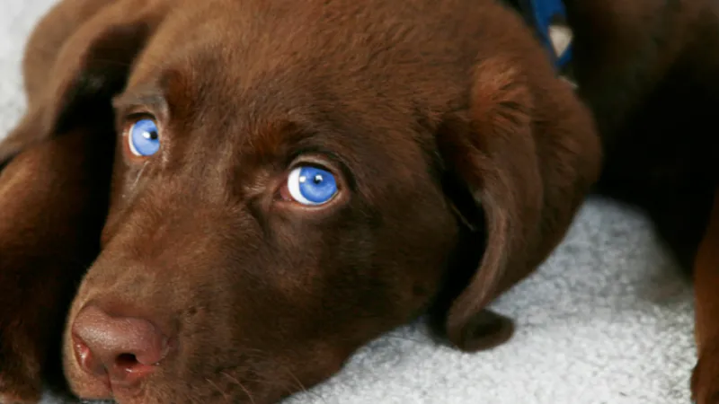 a brown dog with blue eyes