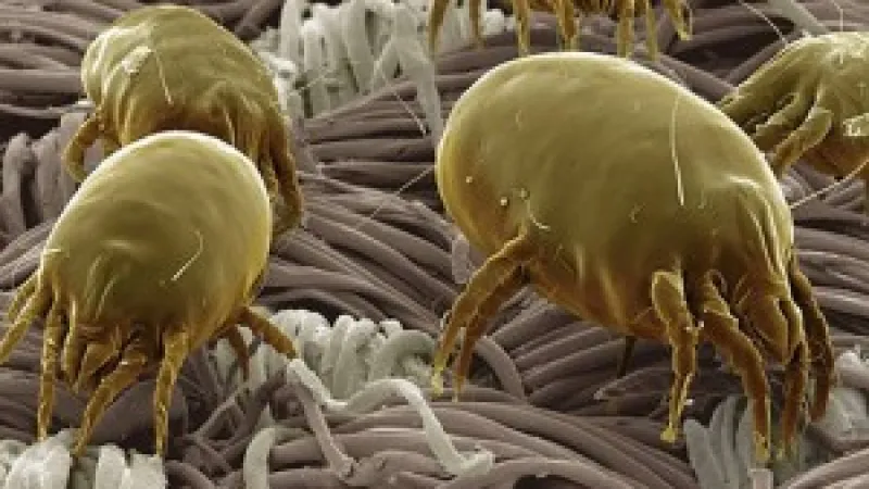 Dust Mites in Carpet – 10 Facts