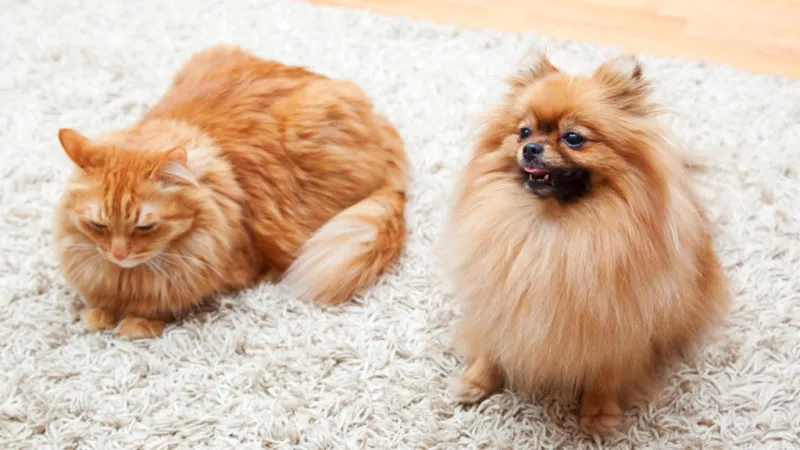 Get Rid Of Pet Urine Odors With The Best Steam Carpet Cleaner