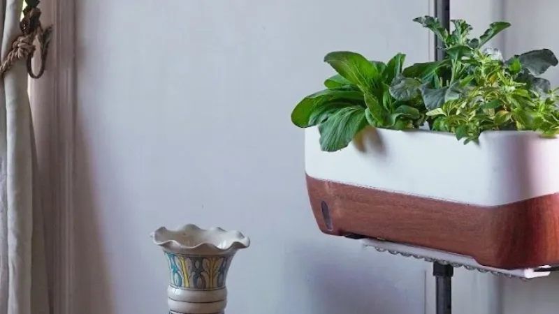 Gardening At Home: Why You Should Plant an Indoor Garden