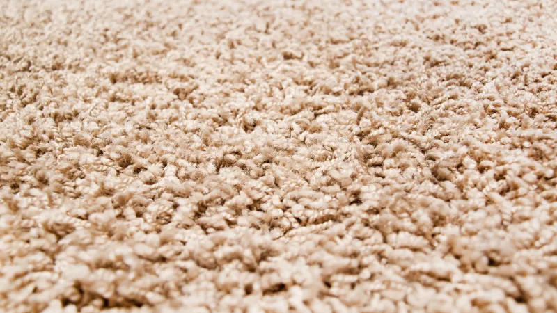 Get The Dog Dirt Out With Zerorez Carpet Cleaning In Las Vegas