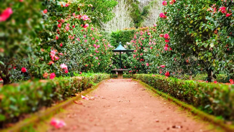 a path through a garden