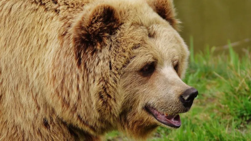 a brown bear with its mouth open