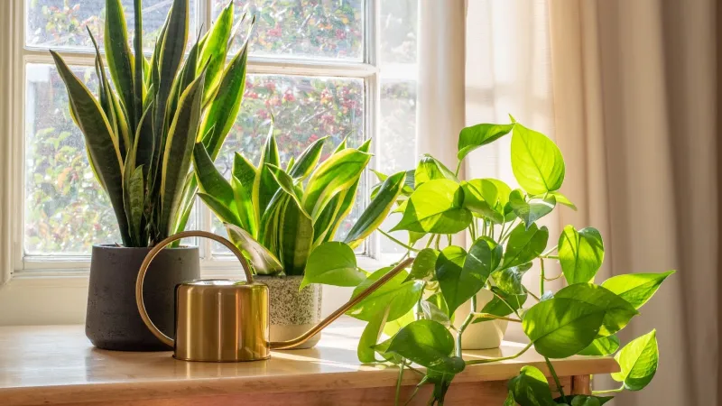 7 Tips on How to Improve the Air Quality of Your Home