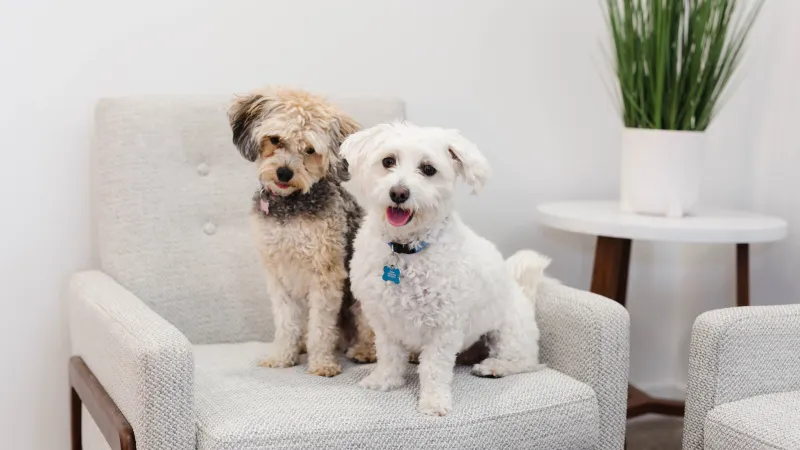 two hypoallergenic dogs sitting on a chair
