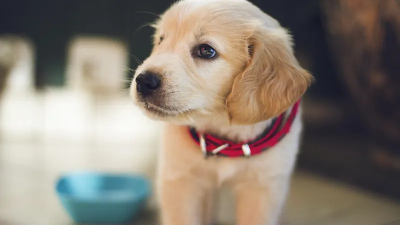 a small dog with a red collar