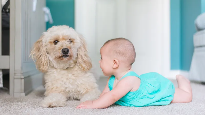 a baby and a dog