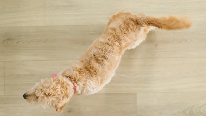 a dog lying on the floor