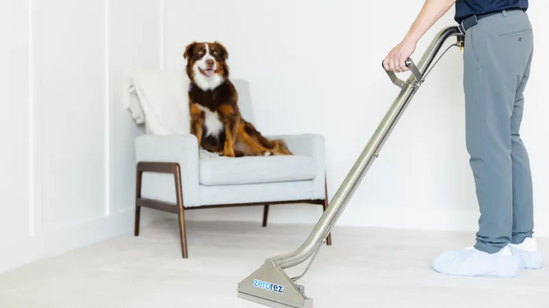 a dog sitting on a chair