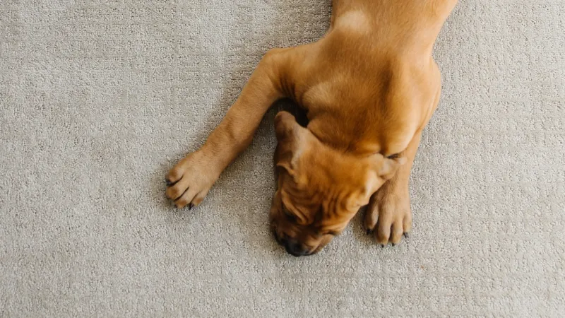 a dog lying on its stomach on a white textured carpet that's good for pets