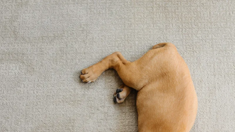 a brown dog lying on its back on a light beige carpet