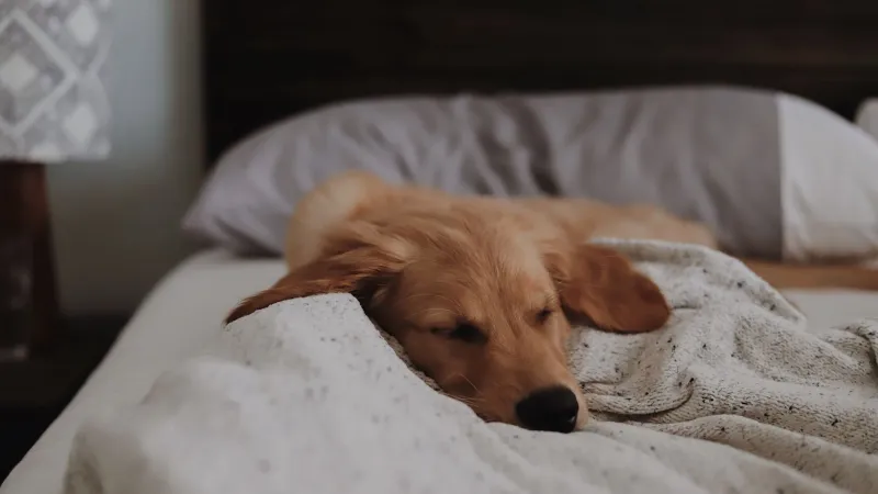 a dog sleeping on a bed