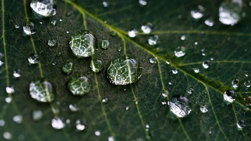 a close-up of a leaf with droplets of water
