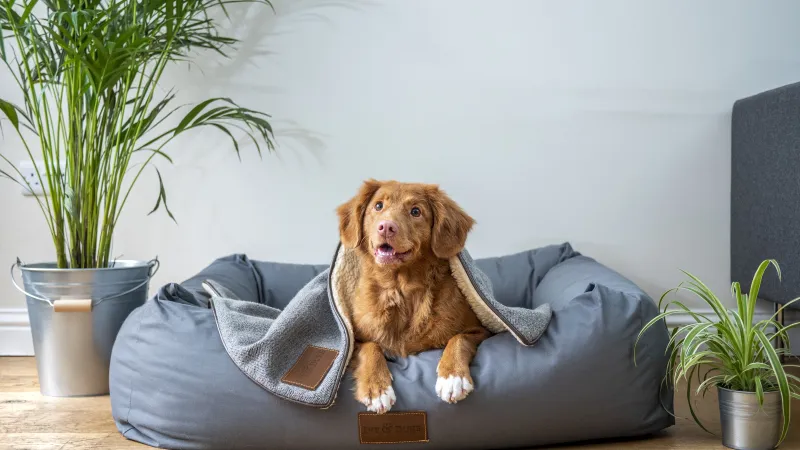 a dog sitting in a dog bed