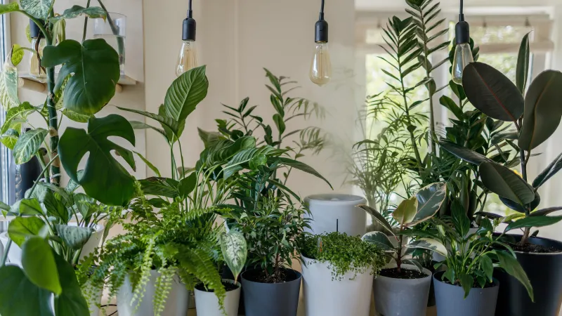 How Houseplants Can Improve Wellbeing