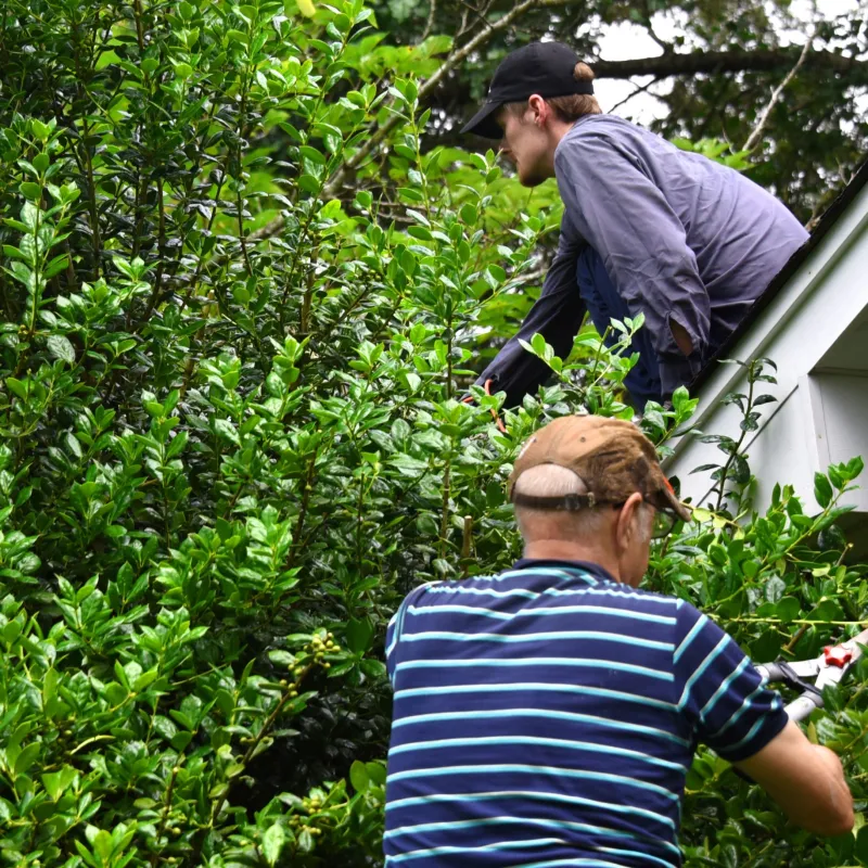 Tree Trimming In Spring To Maintain Roof