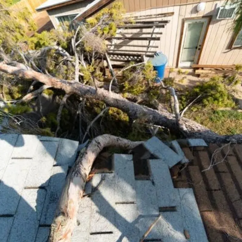 fallen tree and damaged roof in florida