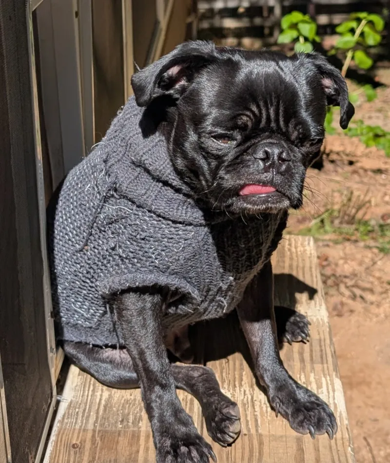 A stylish pug wearing a cozy gray sweater, sitting on a wooden ledge in sunlight.
