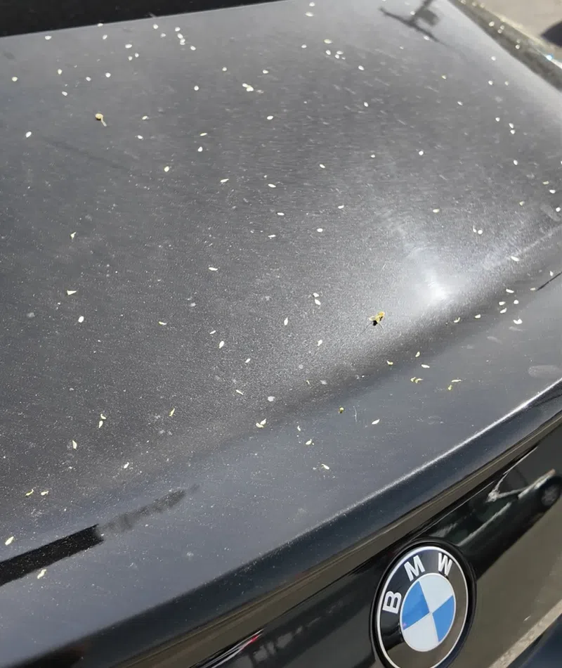 Close-up of a black BMW car rear covered in small pollen flakes under sunlight.