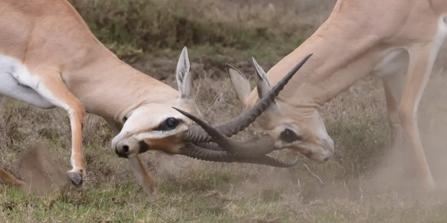 a dog drinking from a cow