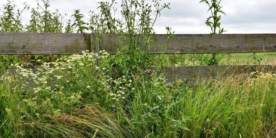 a wooden fence with plants and grass